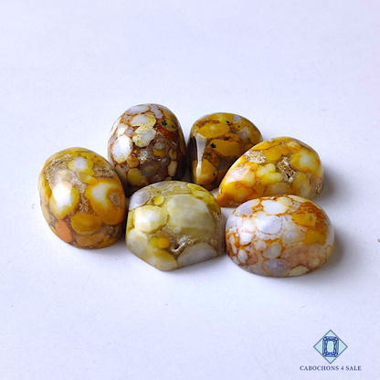 Cobra Jasper