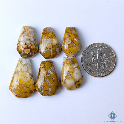 Cobra Jasper