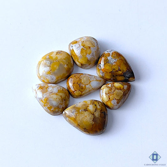Cobra Jasper