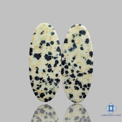 Dalmatian  Jasper