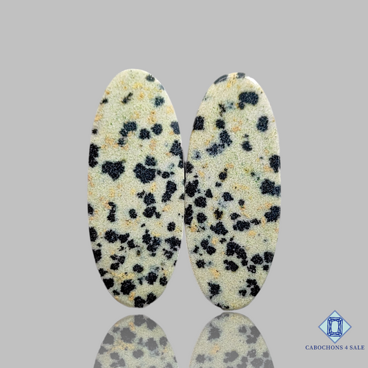 Dalmatian  Jasper