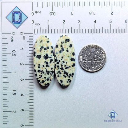 Dalmatian  Jasper