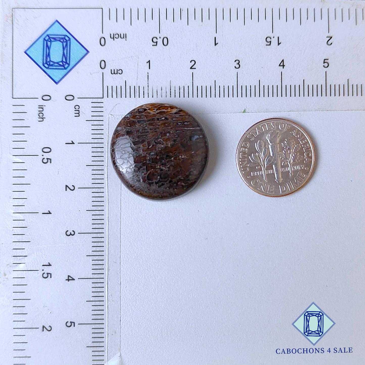 Dinosaur Bone Round Cabochons