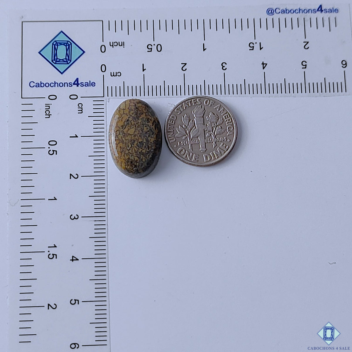 Dinosaur Bone