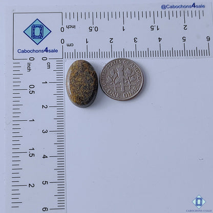 Dinosaur Bone