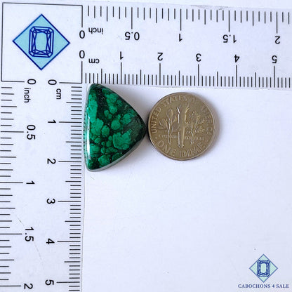 Forest Malachite