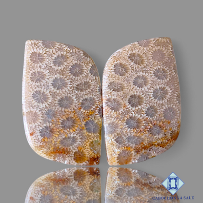 Fossil Coral