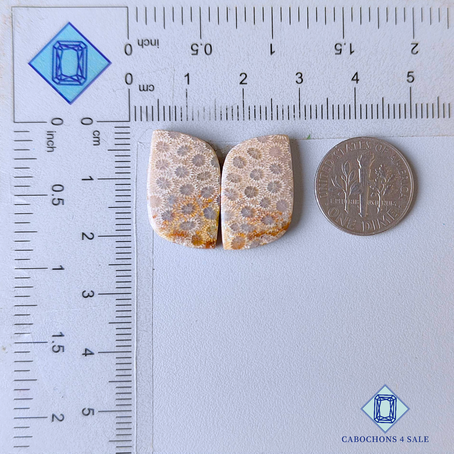 Fossil Coral Fancy Pairs