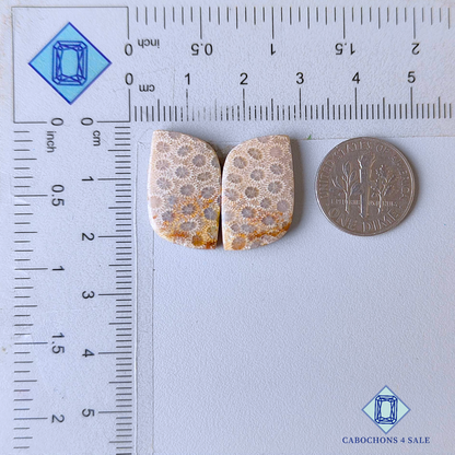 Fossil Coral Fancy Pairs