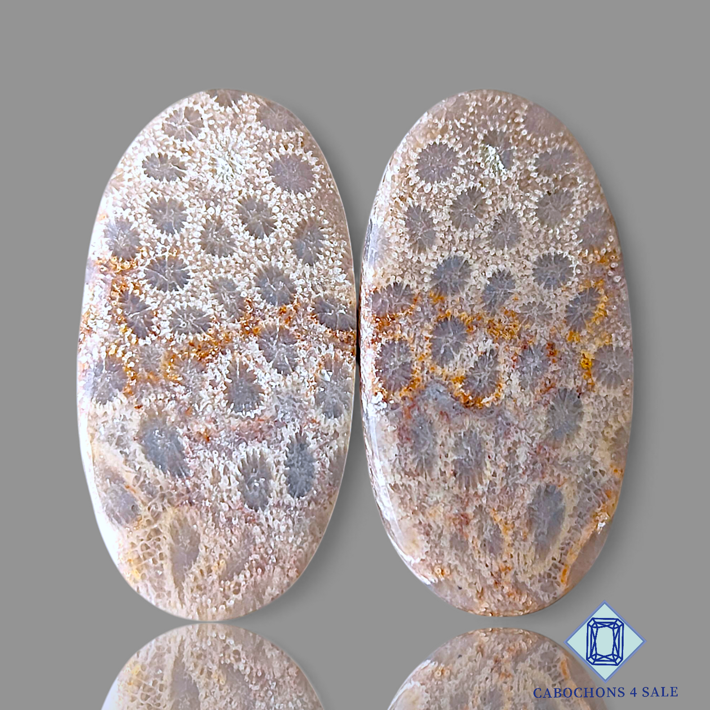 Fossil Coral