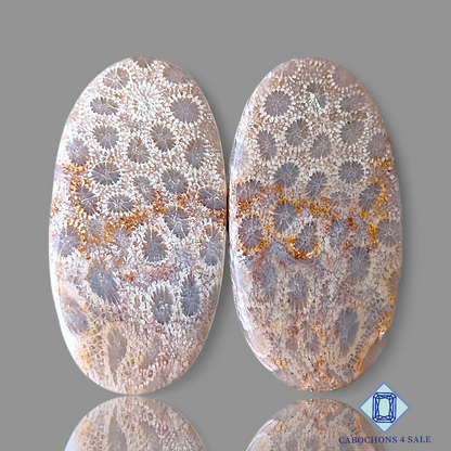 Fossil Coral