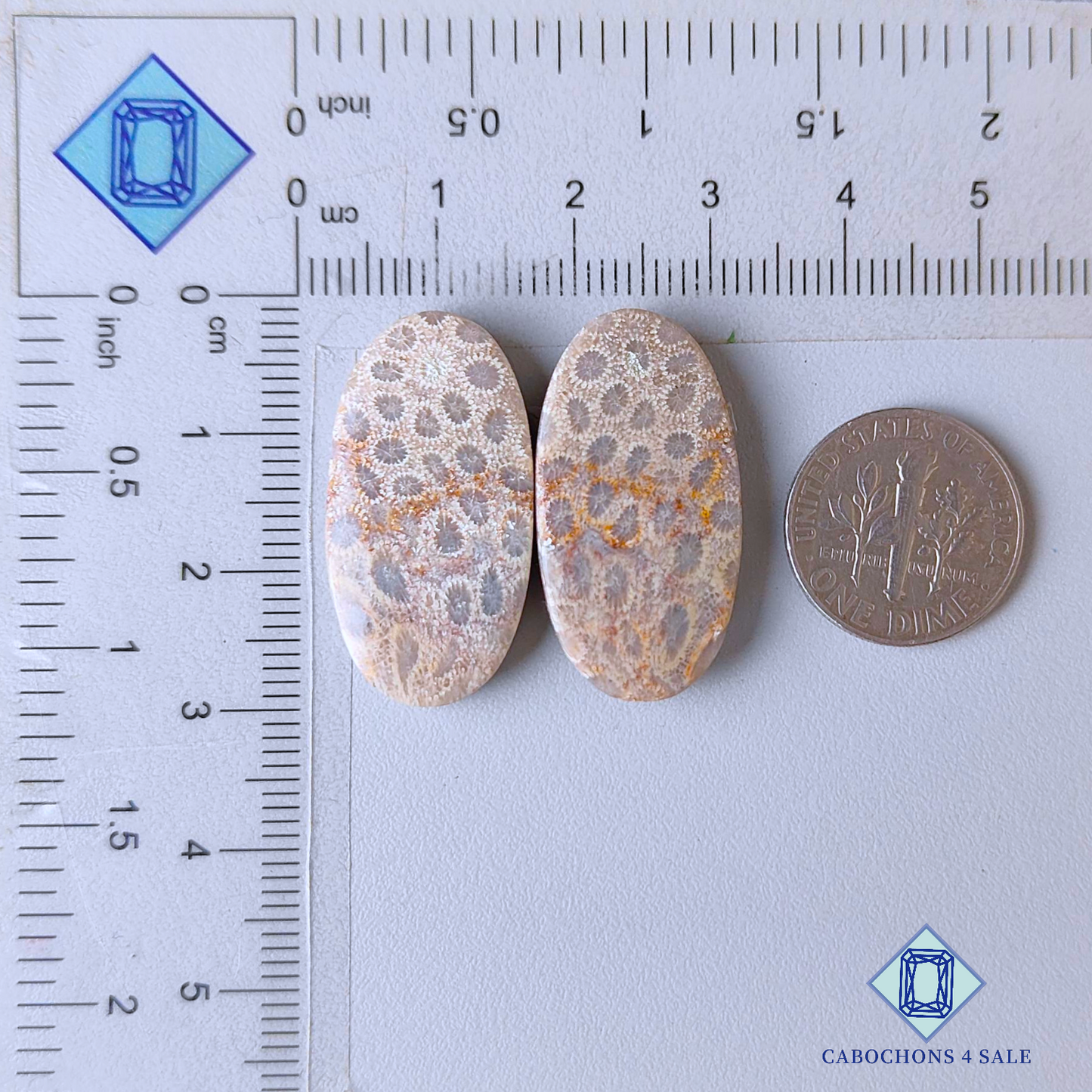 Pares ovalados de corales fósiles