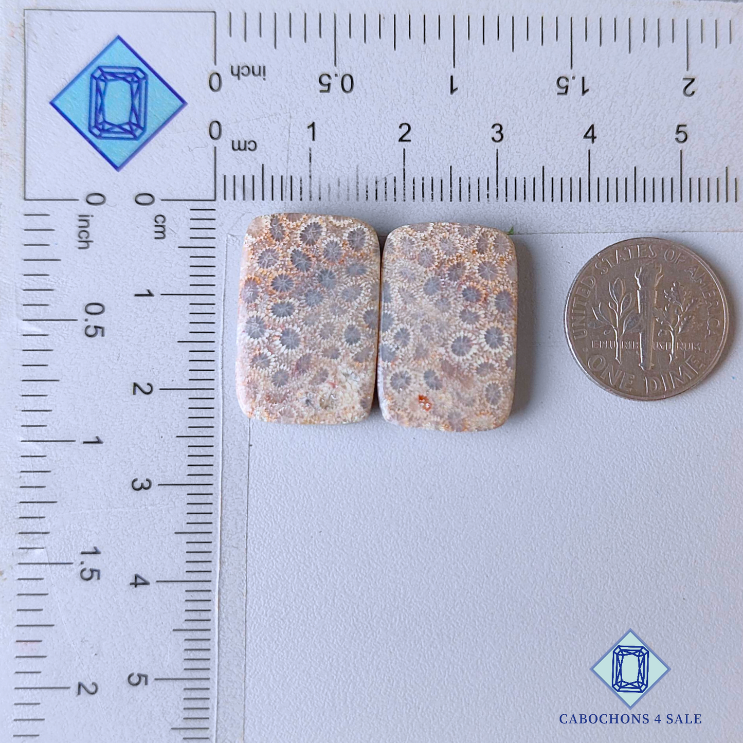 Fossil Coral Rectangle Pairs
