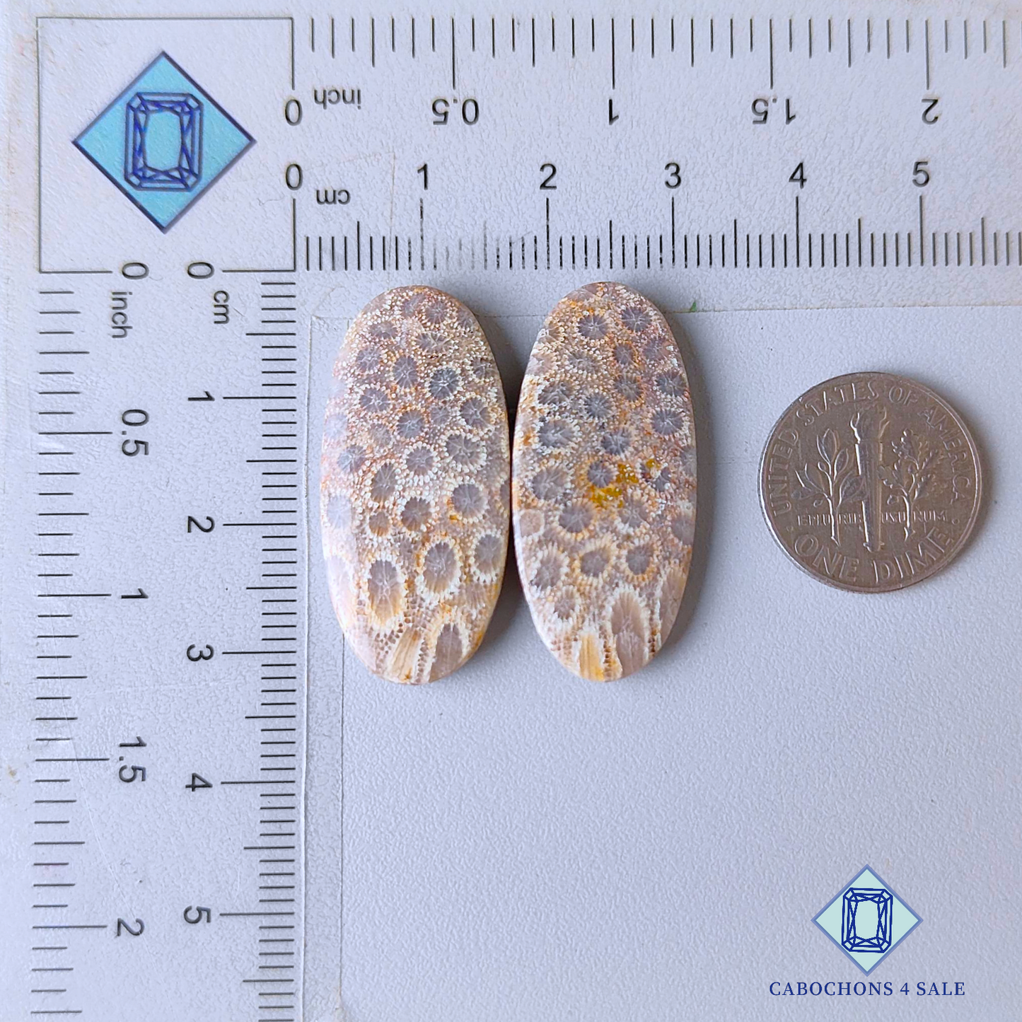 Pares ovalados de corales fósiles