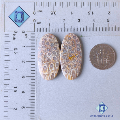 Pares ovalados de corales fósiles