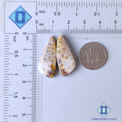 Fossil Coral Fancy Pairs