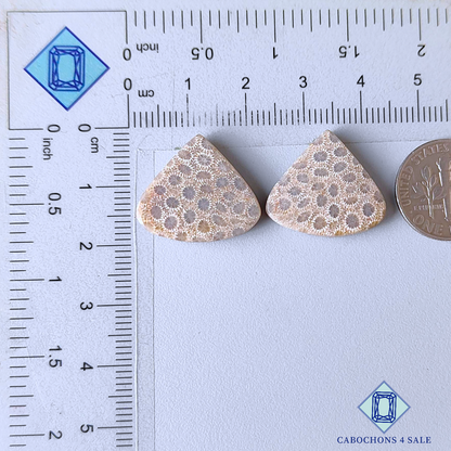 Fossil Coral Pear Pairs