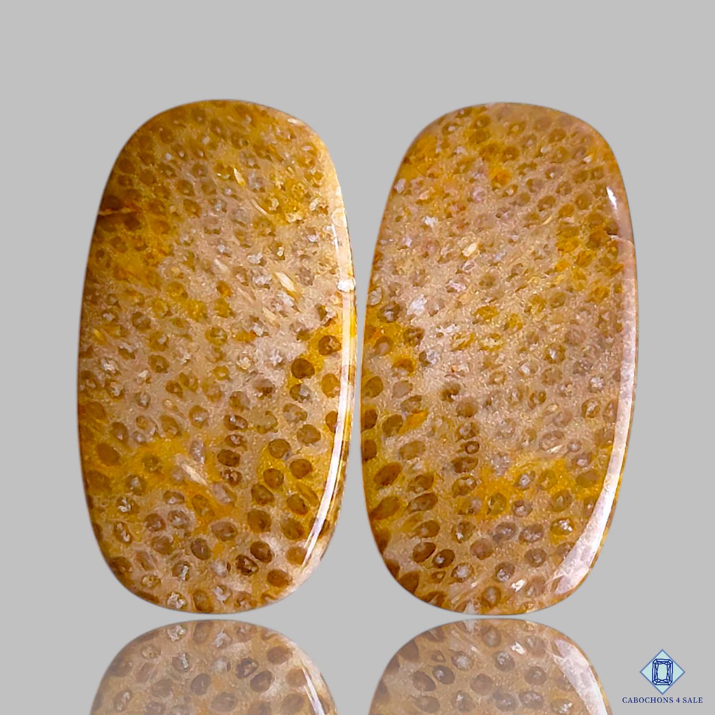 Fossil Coral