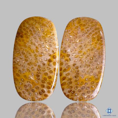 Fossil Coral