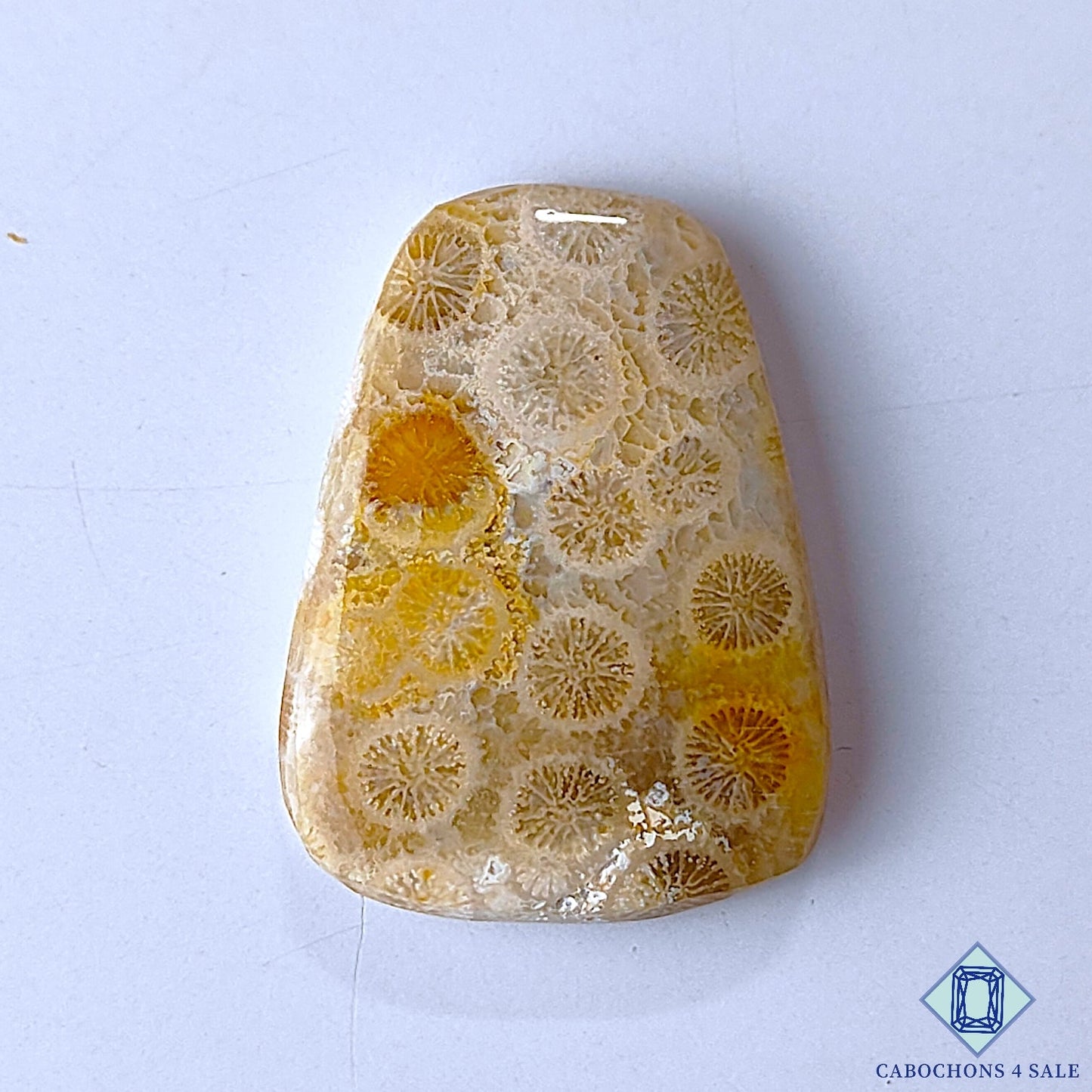 Fossil Coral