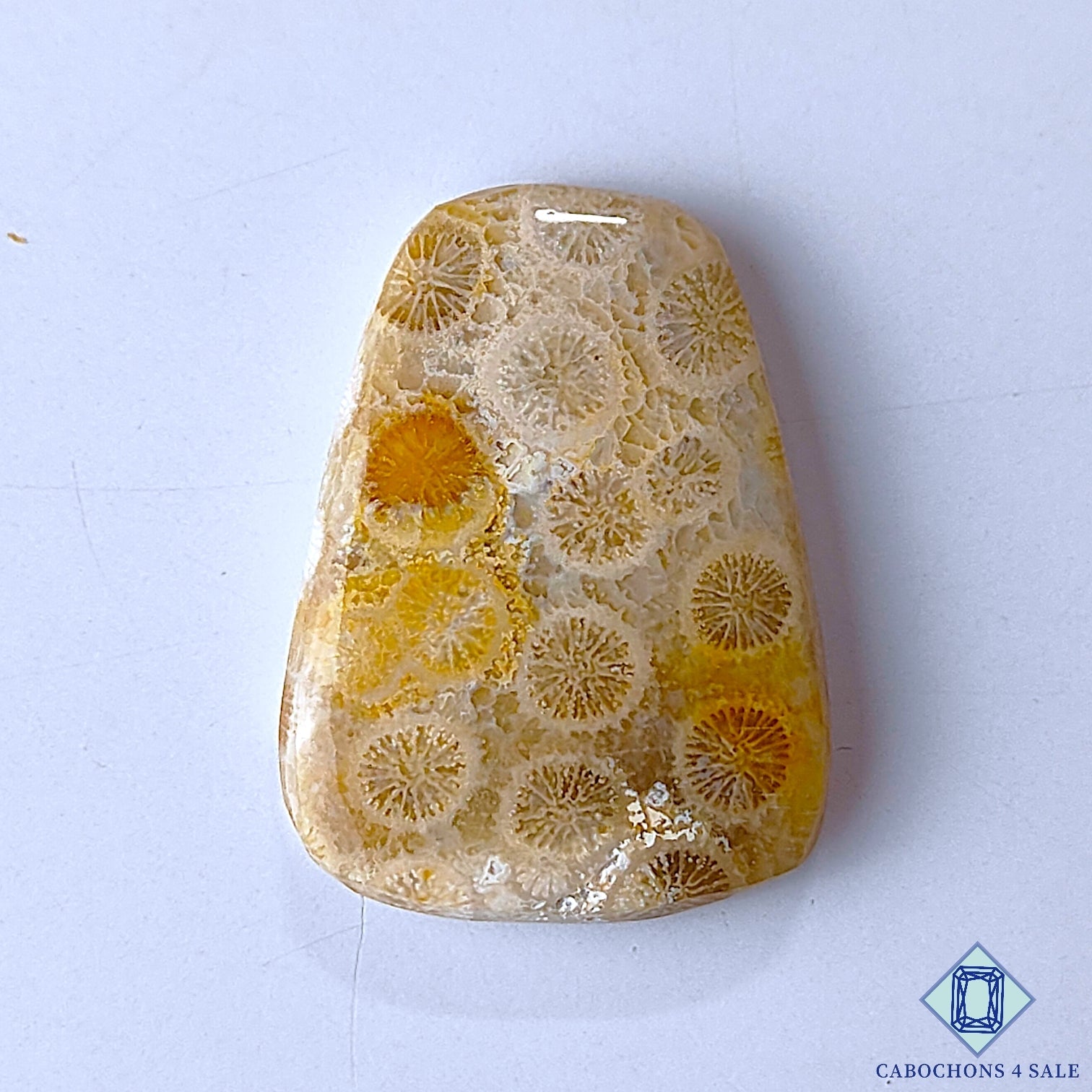 Fossil Coral