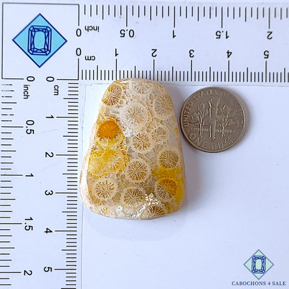 Fossil Coral