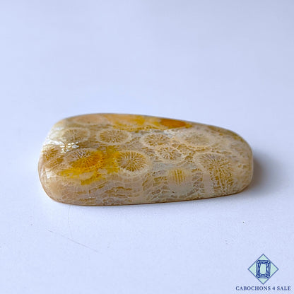 Fossil Coral