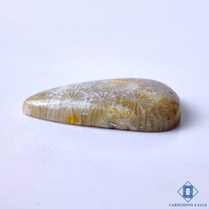 Fossil Coral