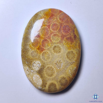 Fossil Coral