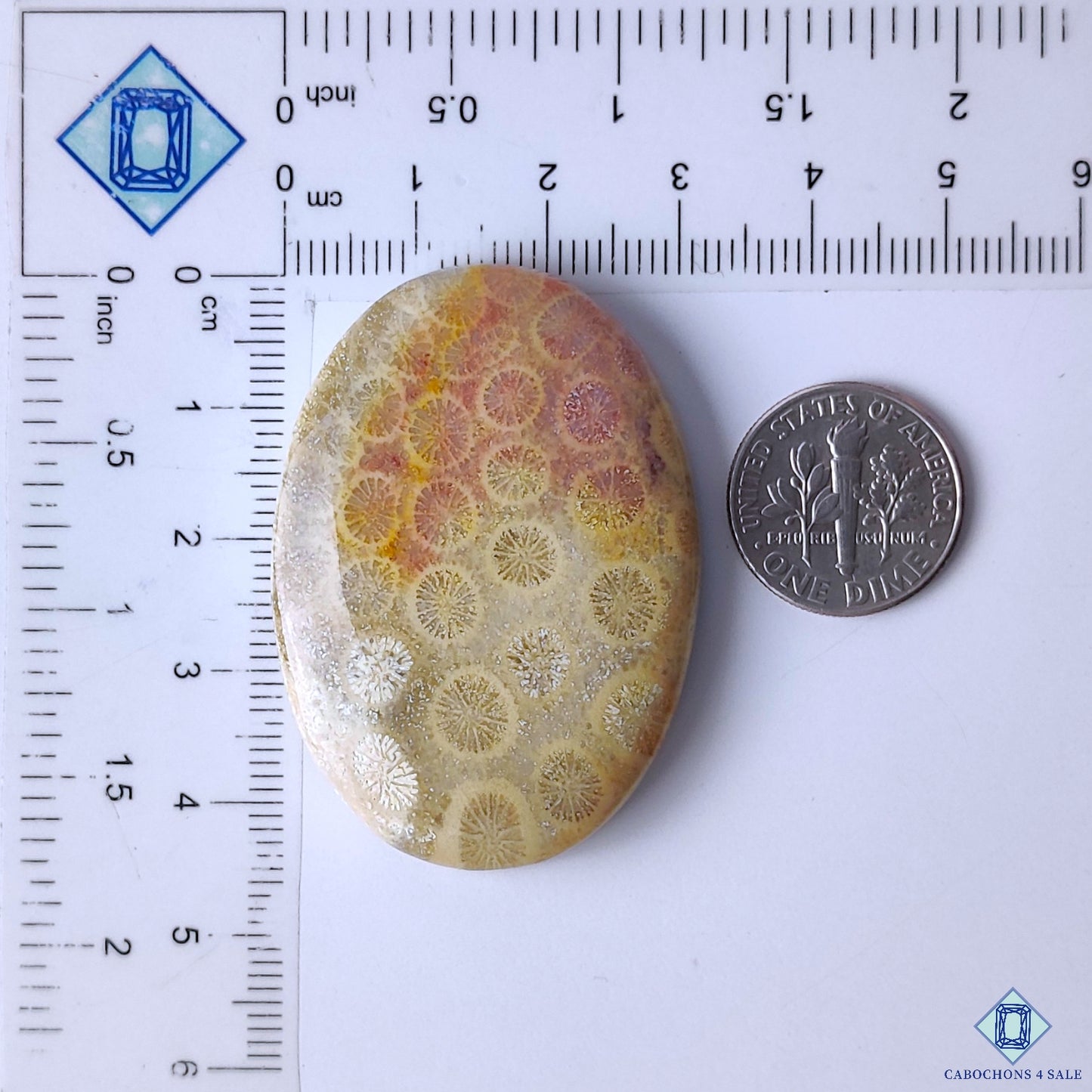 Fossil Coral