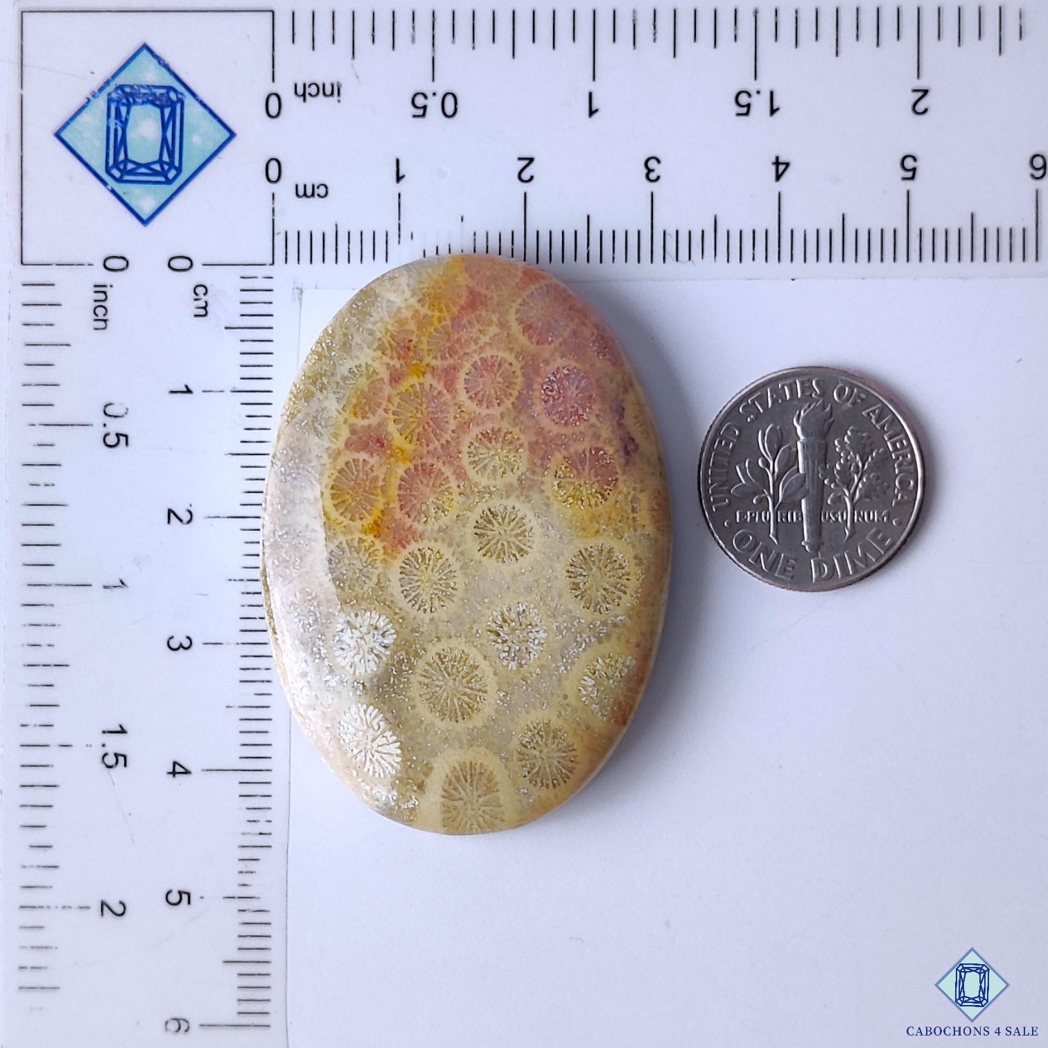 Fossil Coral