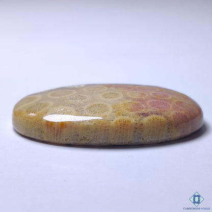 Fossil Coral