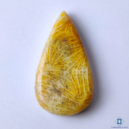Fossil Coral