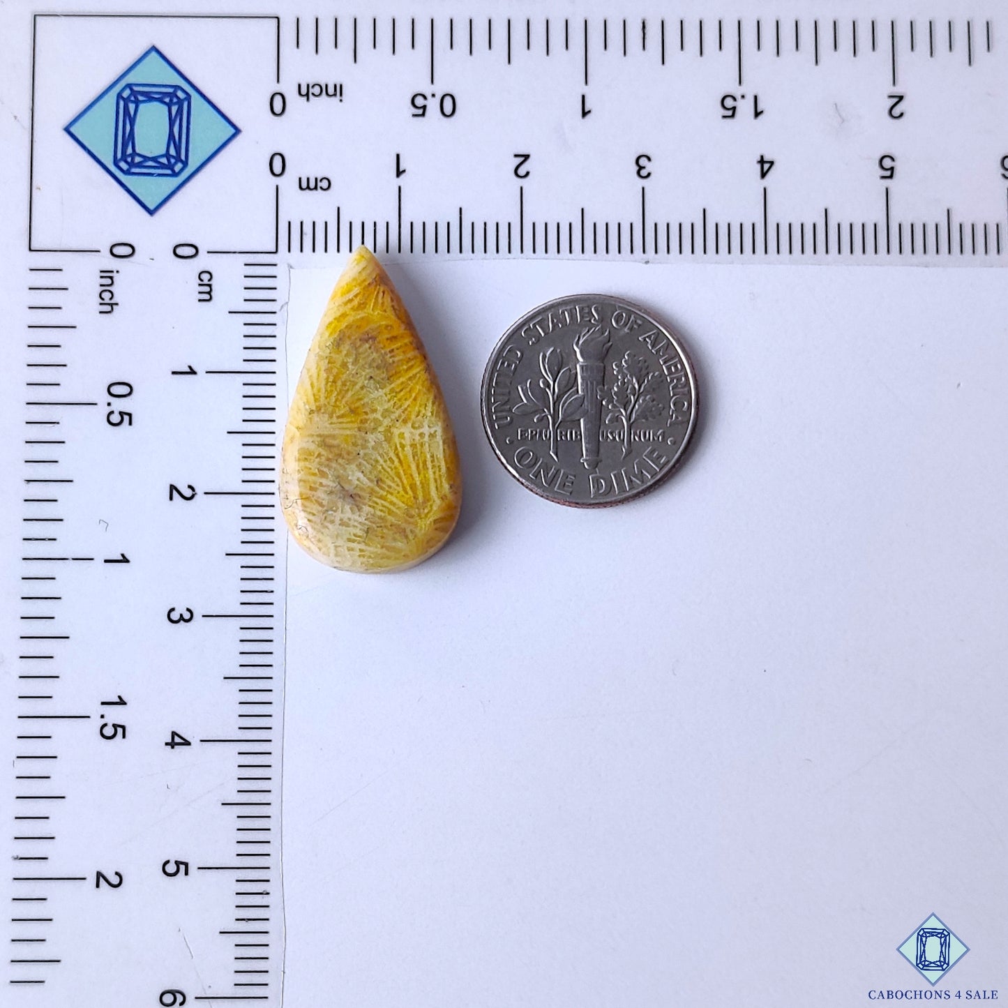 Fossil Coral