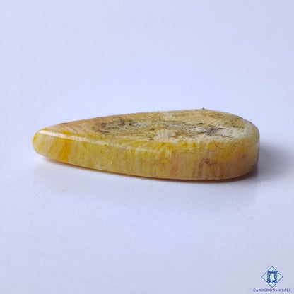 Fossil Coral