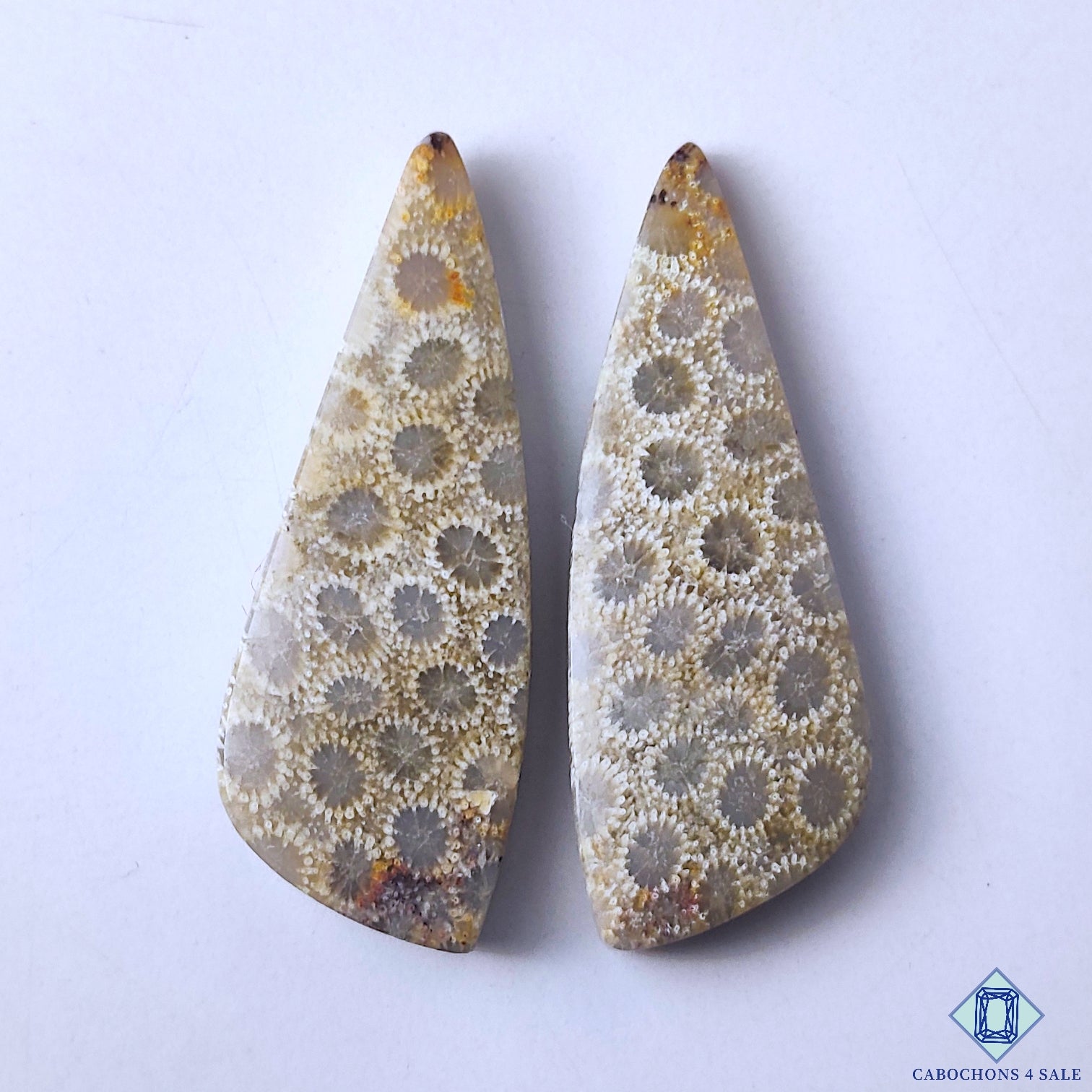 Fossil Coral