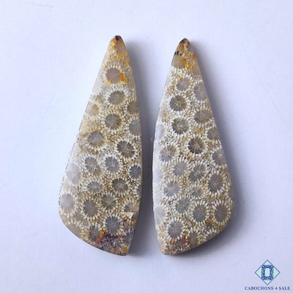 Fossil Coral