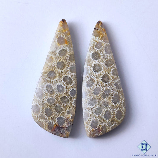 Fossil Coral