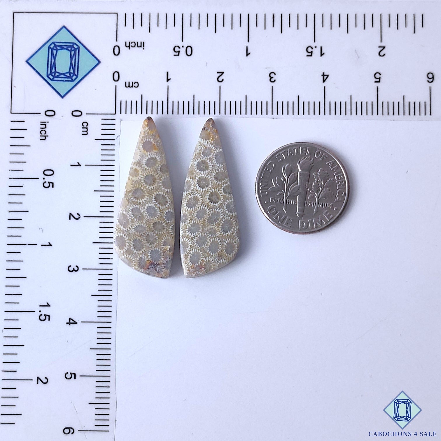 Fossil Coral