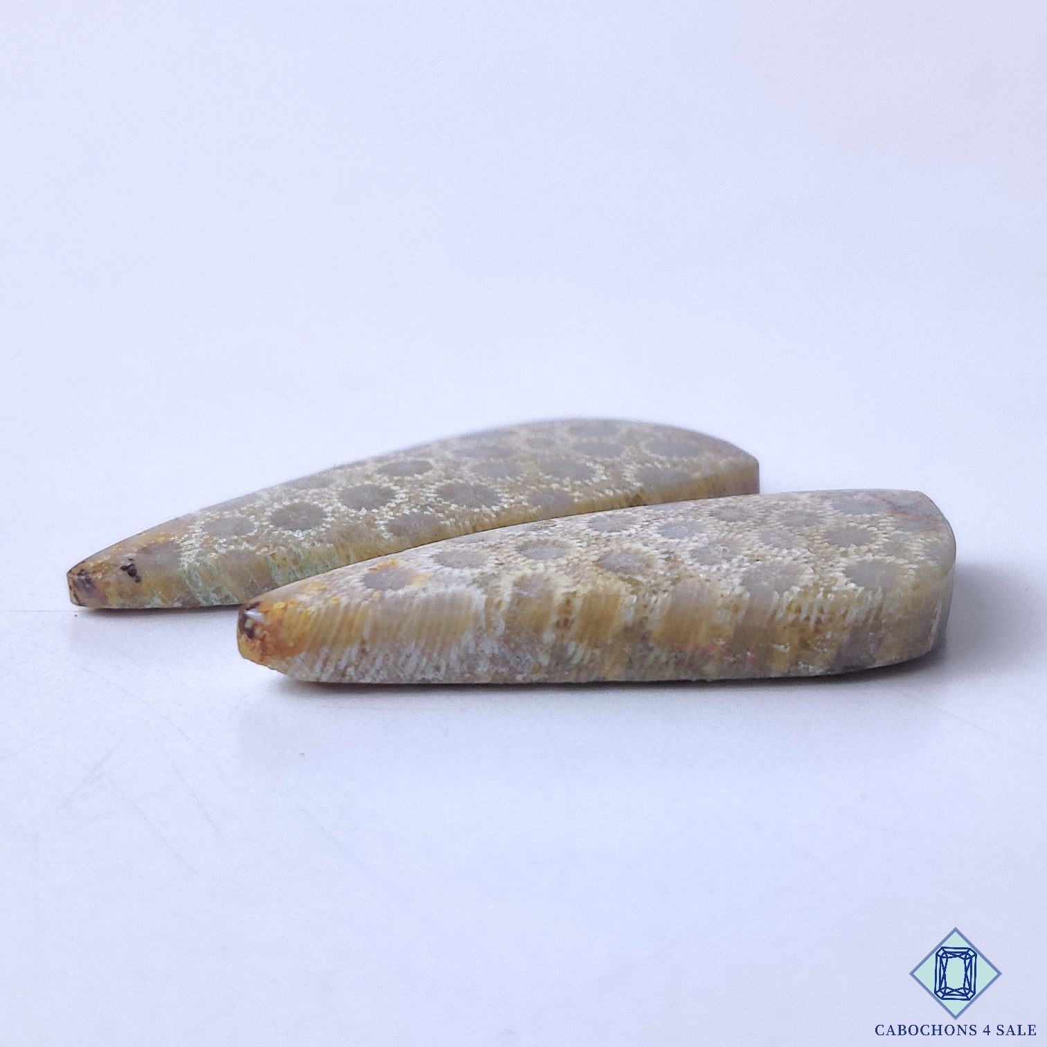 Fossil Coral