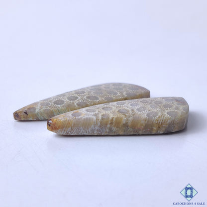 Fossil Coral