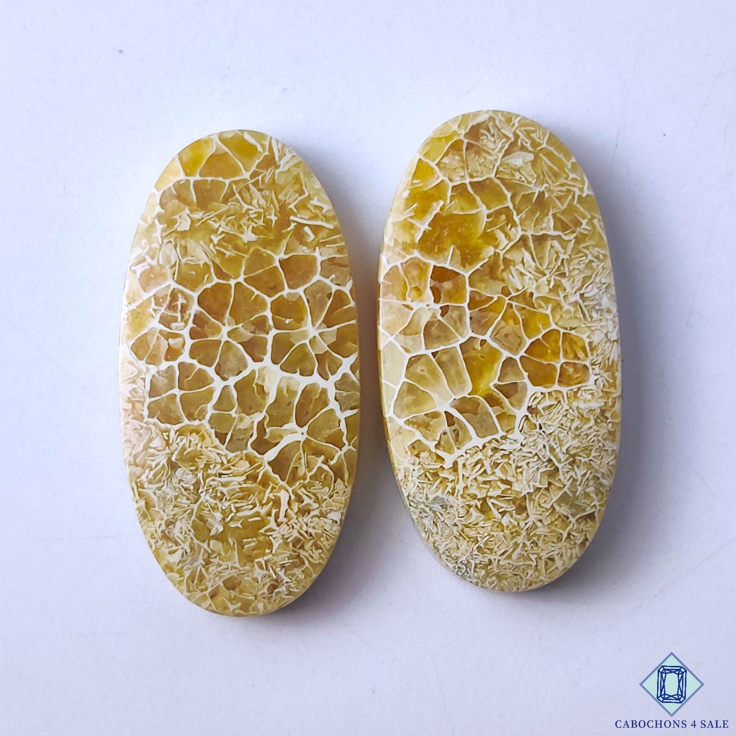 Fossil Coral