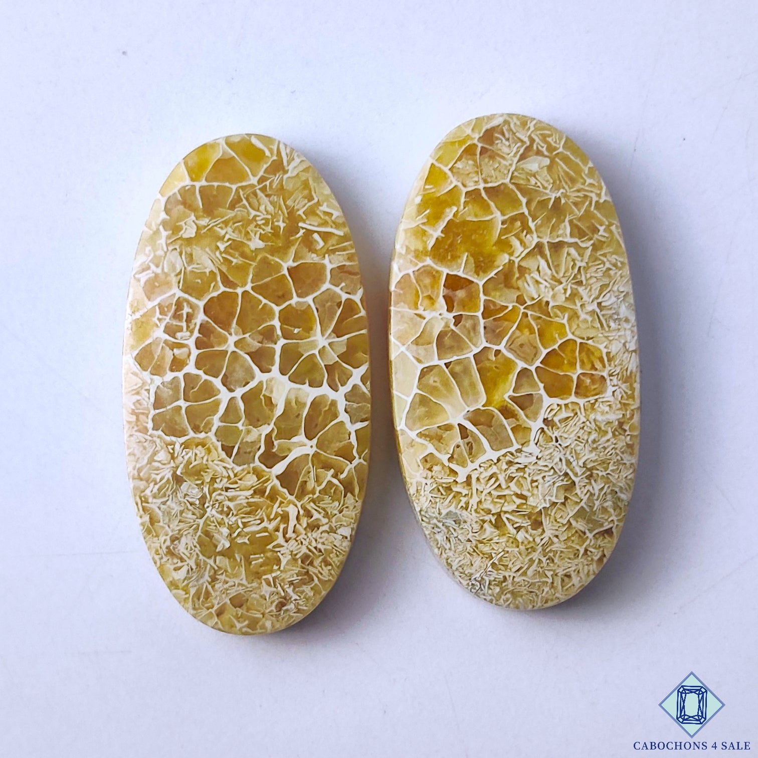 Fossil Coral