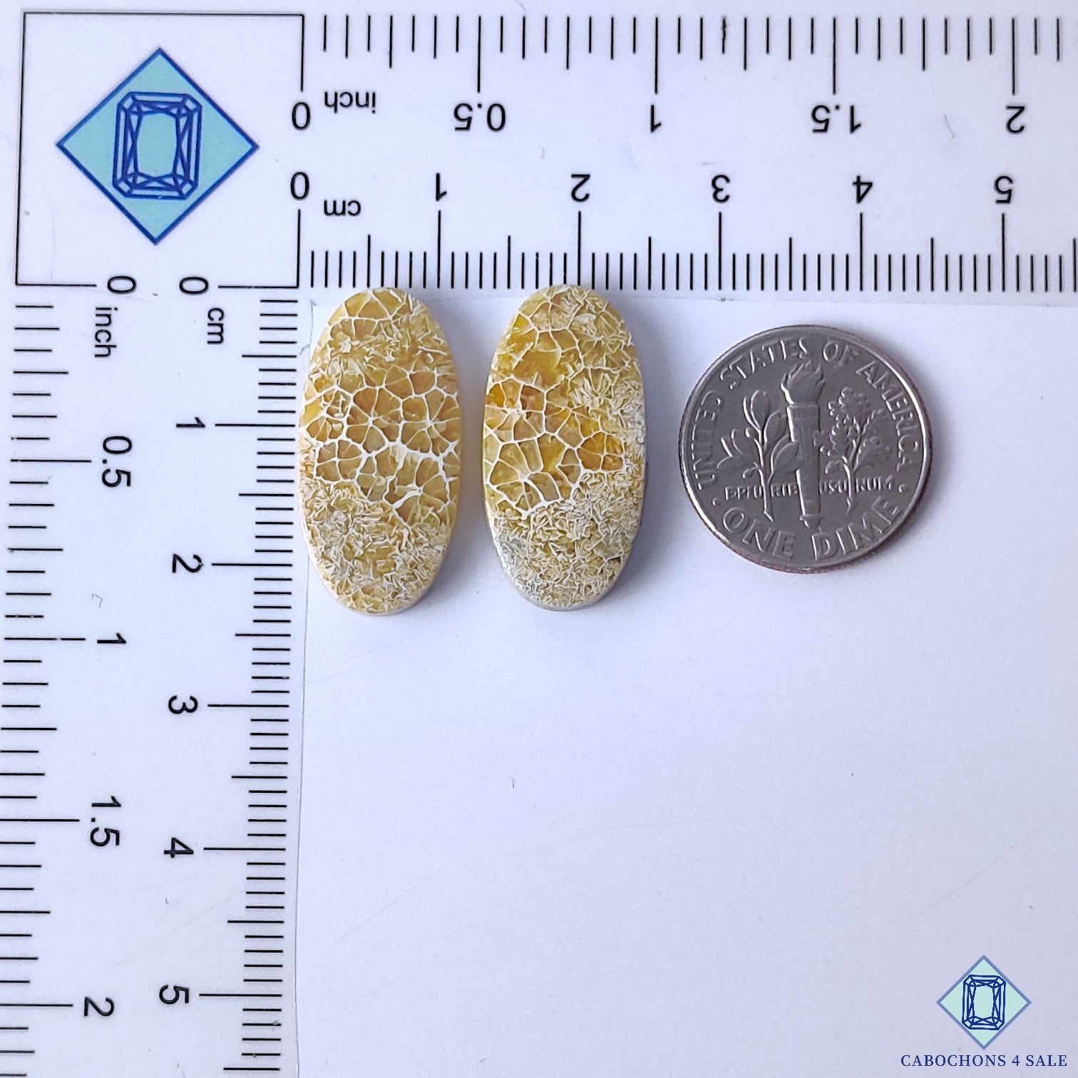 Fossil Coral