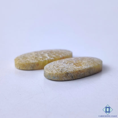 Fossil Coral