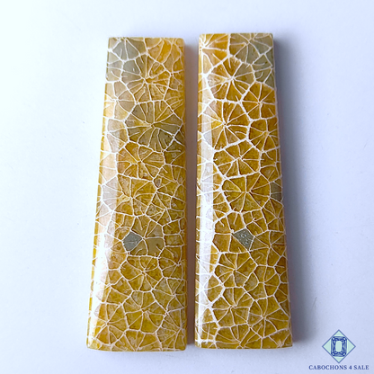 Fossil Coral