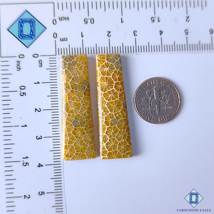 Fossil Coral