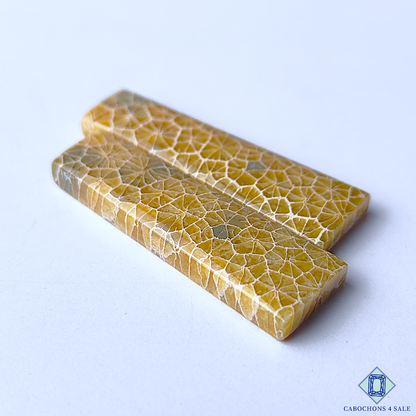 Fossil Coral