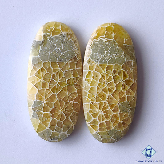 Fossil Coral