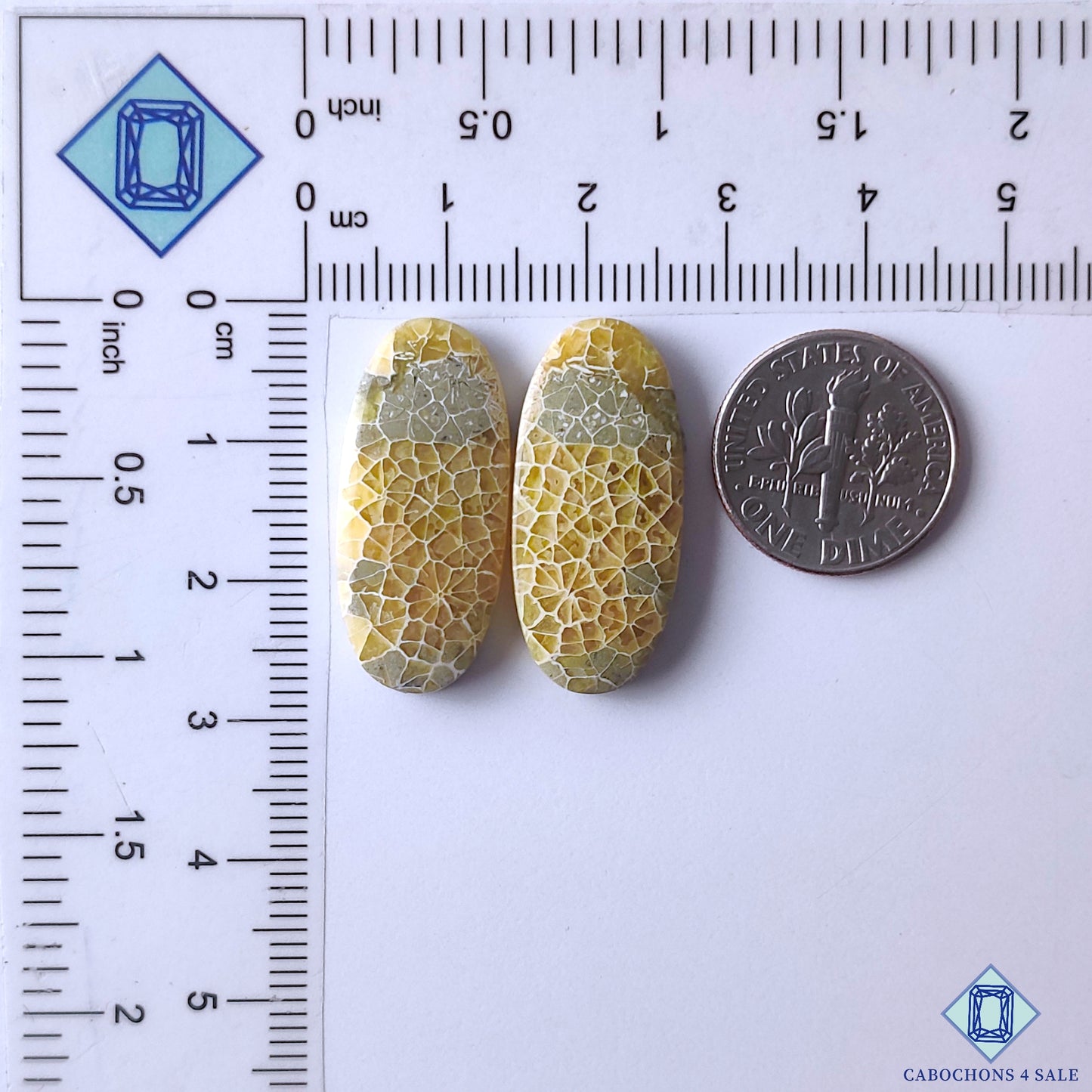 Fossil Coral